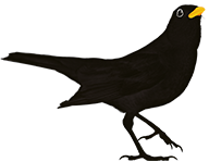 'Still Life' bird